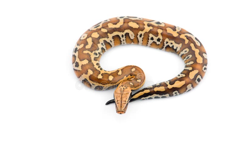 Sumatran Short Tail Python isolated on white background. 