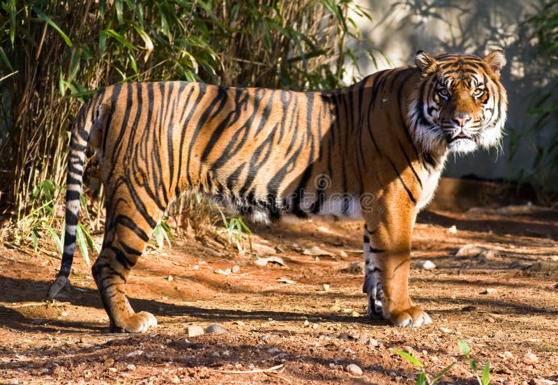 7,672 Sumatran Tiger Images, Stock Photos, 3D objects, & Vectors