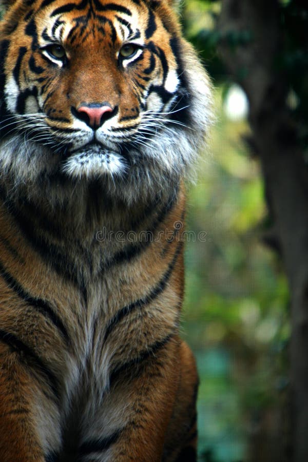 Sumatran Tiger