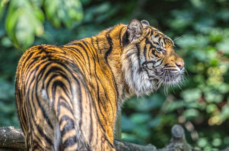 Sumatran tiger royaltyfria foton Sumatran tiger royaltyfria foton