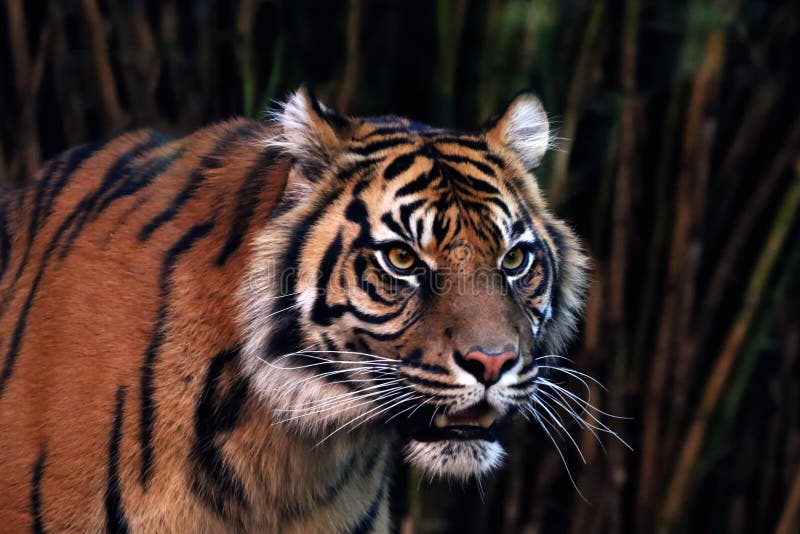 Sumatran Tiger and Bamboo - dramatic stare