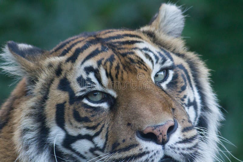 Sumatran tiger closeup at Auckland Zoo, New Zealand