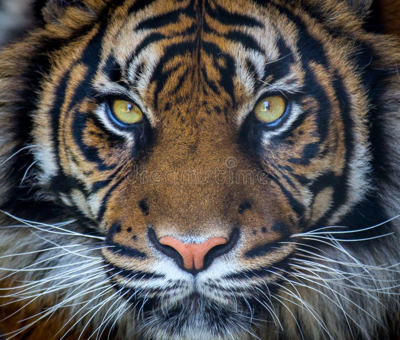 7,672 Sumatran Tiger Images, Stock Photos, 3D objects, & Vectors