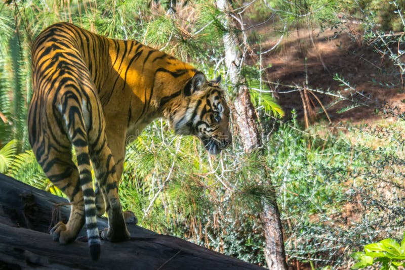 Sumatran Tiger stock image. Image of stripes, wild, endangered - 47944079