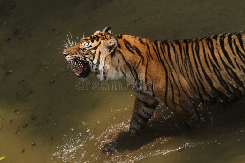 Angry royalty free stock images