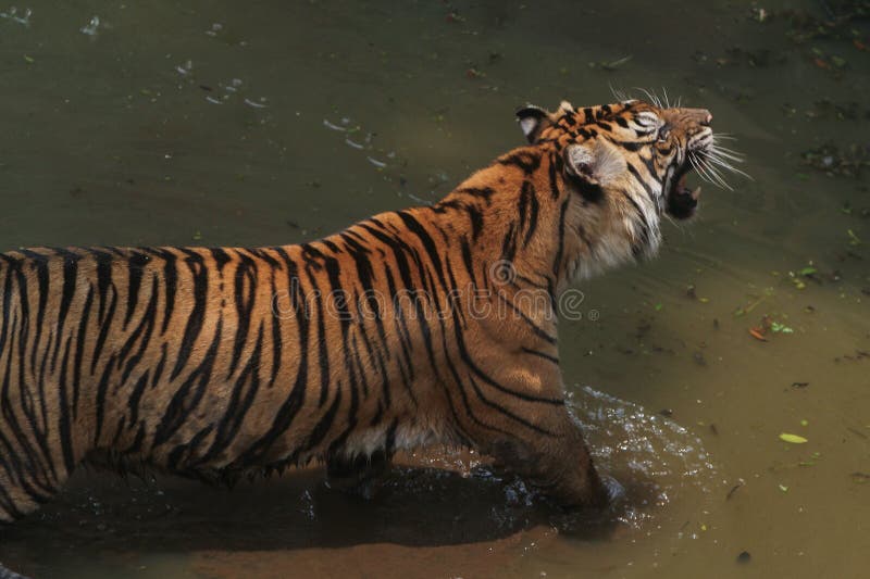 Looking with anger stock image