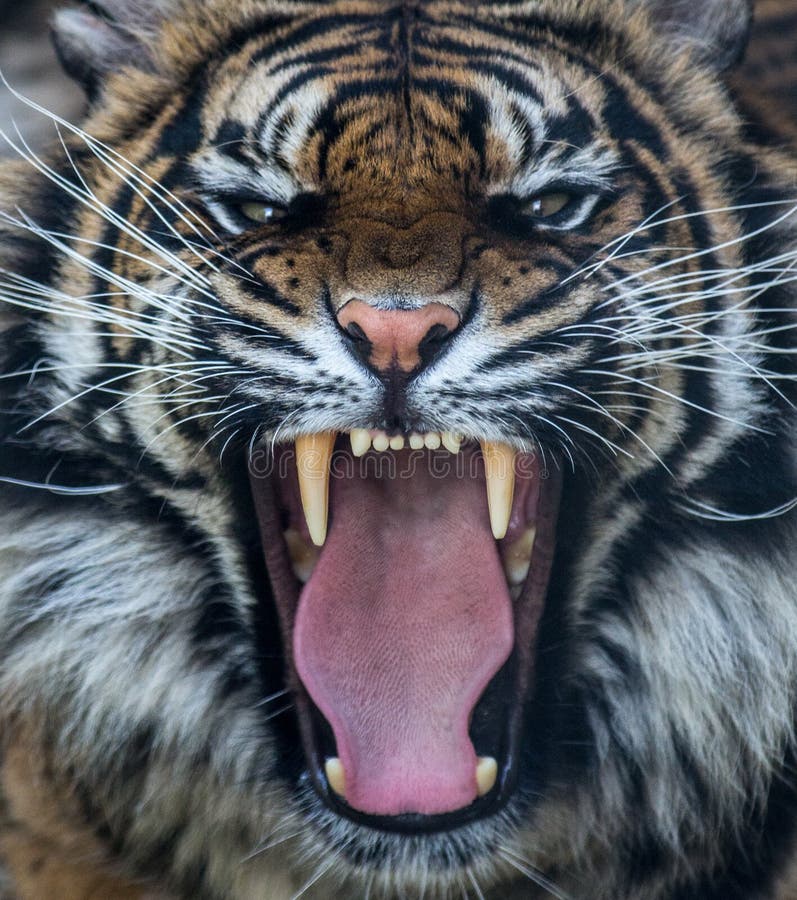 Sumatran tiger roar