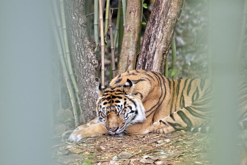 A sleeping Sumatran tiger at the Atlanta Zoo