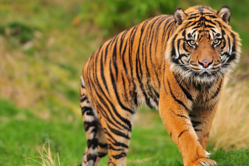 sumatrantiger royaltyfria foton