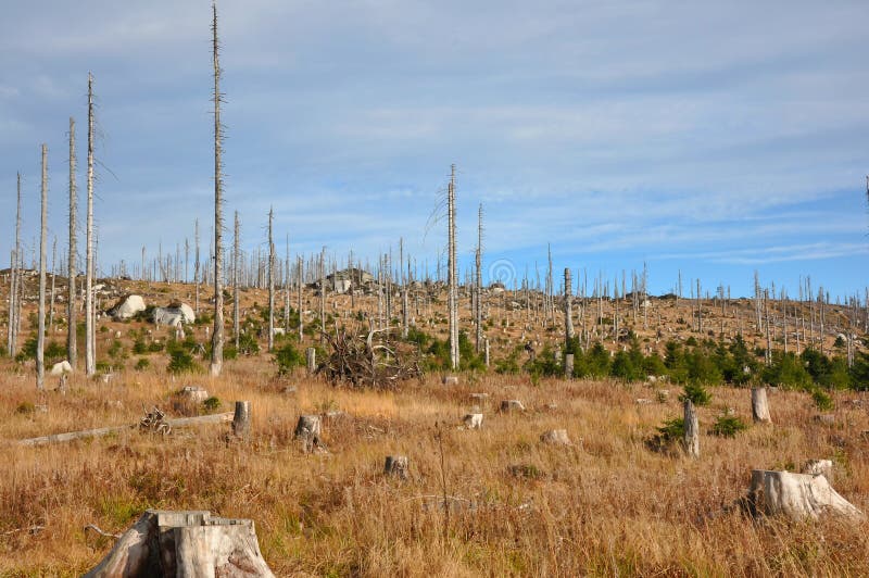 Sumava mountain, Bark beetle dead forest