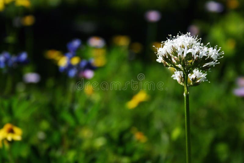 Summer alpine flower