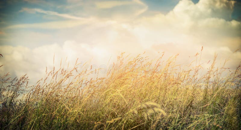 Summer or autumn field grass on beautiful sky background, banner