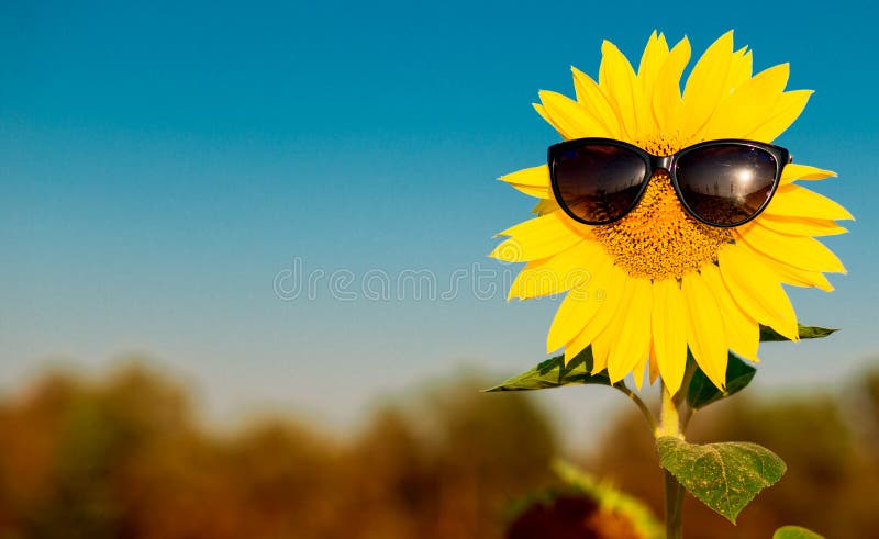 Summer background. sunflower wearing black sunglasses with blue sky background