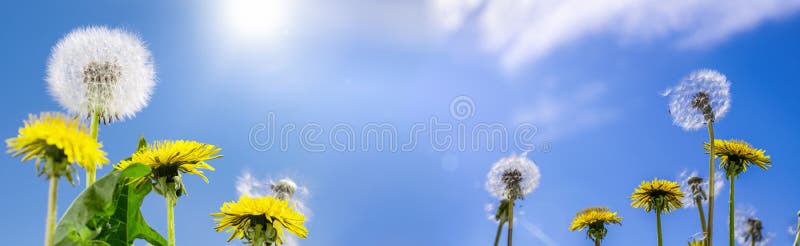 Summer background dandelions on a background of blue sky with clouds web banner with copy space:summer time concept