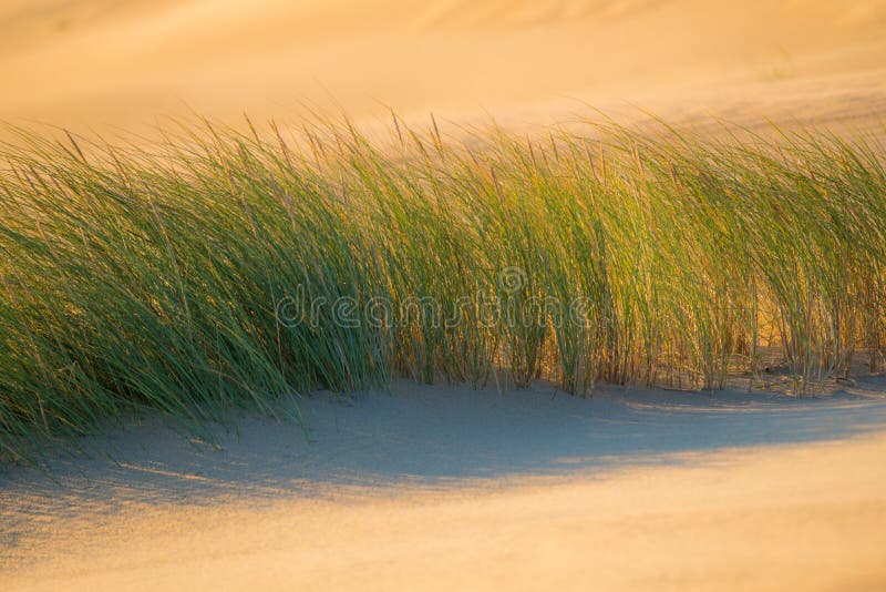 Dune plants royalty free stock images Dune plants royalty free stock images