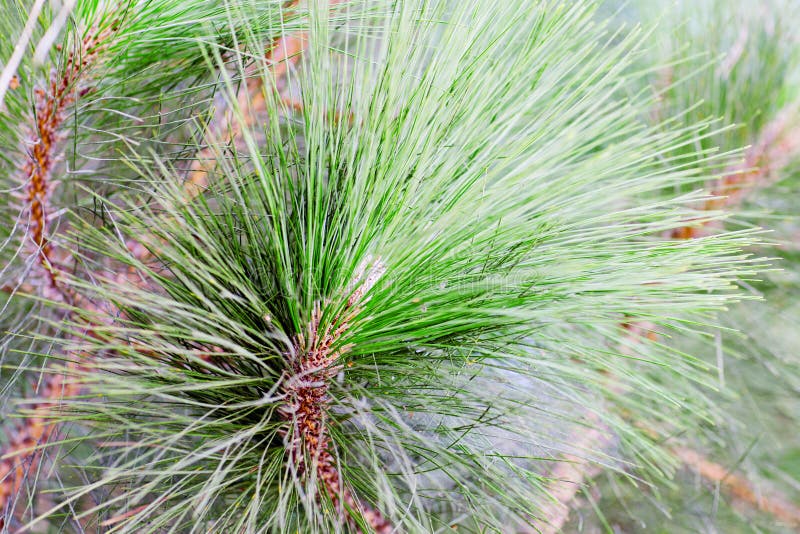 Summer Background Of Fir Branches. Stock Photo - Image of ...
