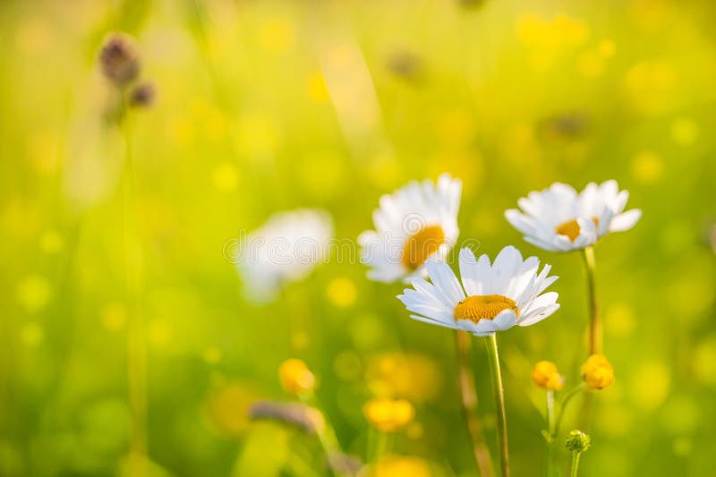 heredar Limpia la habitación Distracción Summer Background: Flower Field with Camomile Flowers Lit by Sin Stock  Image - Image of grass, autumn: 119191535