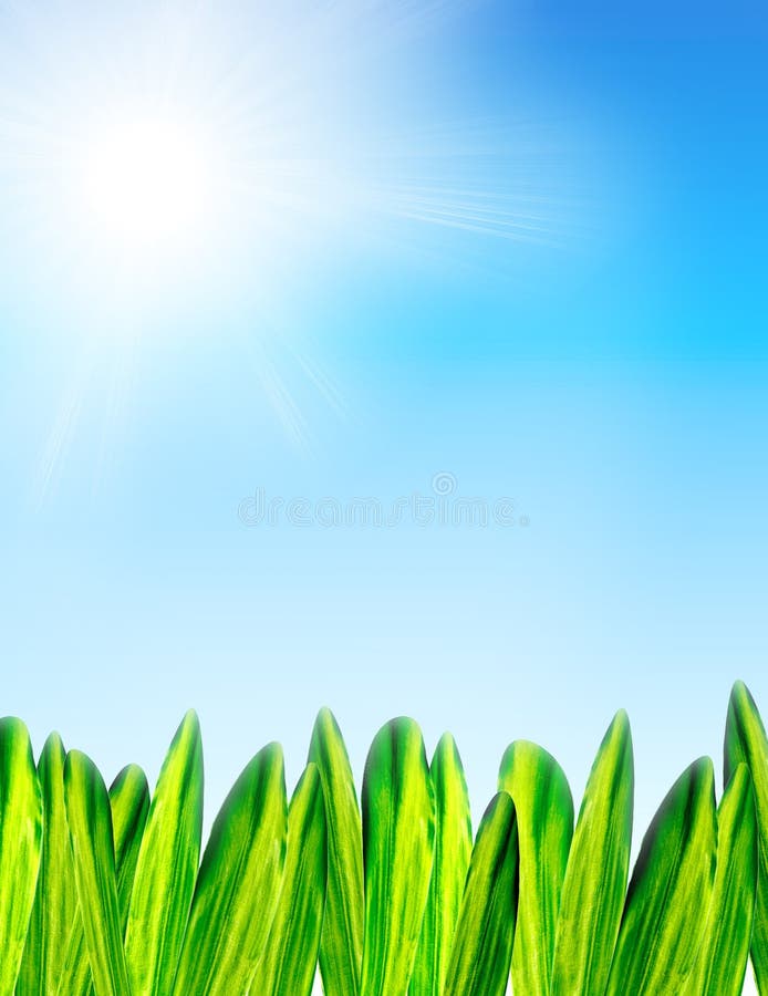 Summer background with grass