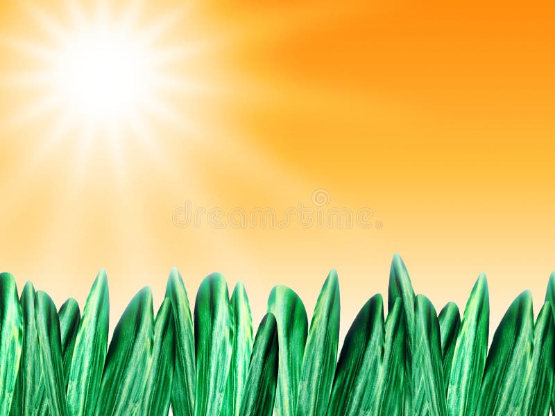 Summer background with grass