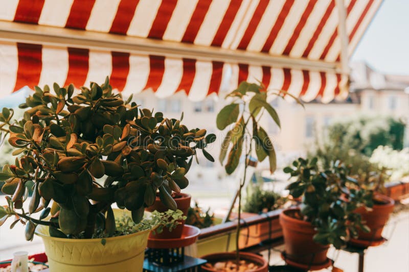 Summer balcony with many green plants