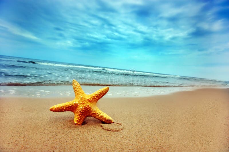 Le stelle marine in estate, spiaggia tropicale.