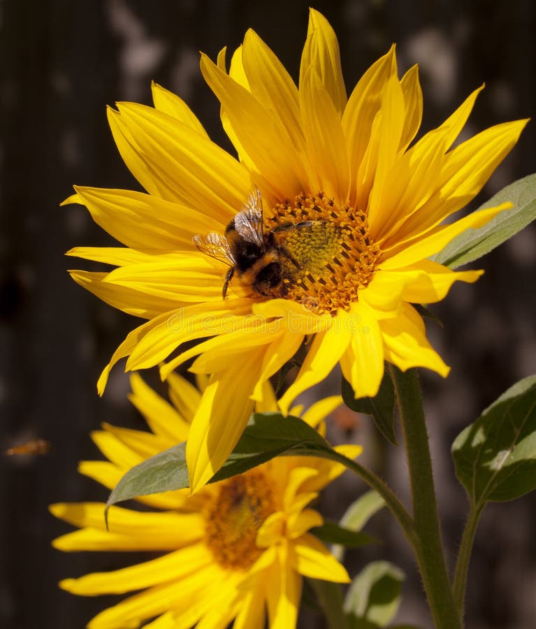 Summer Bee stock photo. Image of closeup, agriculture 20456728