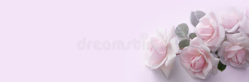 Summer blossoming roses on pink background. Blooming flowers spring background. Fragrant bouquet. Flower card. Pastel colors. stock photo