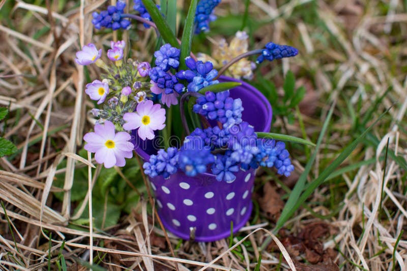 Summer Blue Flowers In A Pot Stock Photo Image Of Muscari summer-blue-flowers-in-a-pot-stock-photo-image-of-muscari