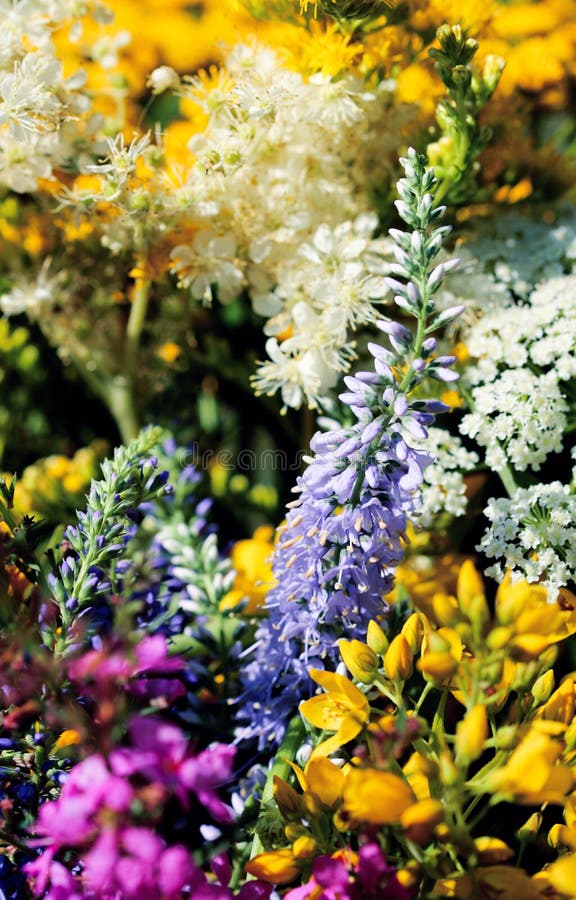 Summer bouquet of wild field flowers from the meadow. Beautiful florals on sunny day. Fresh foliage romantic natural floral background in vibrant color.