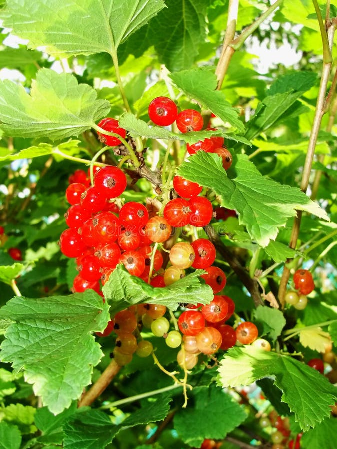 Summer bush with mature berries of a red currant. Fresh redcurrant fruit in the garden. royalty free stock photos Summer bush with mature berries of a red currant. Fresh redcurrant fruit in the garden. royalty free stock photos