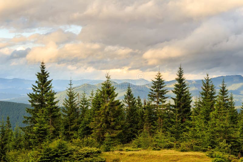 Summer Carpathian Mountains Landscape Pine Forest Ukraine Europe