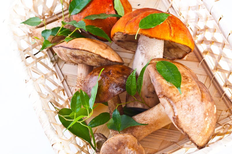 Summer Cep Mushrooms (Boletus reticulatus)