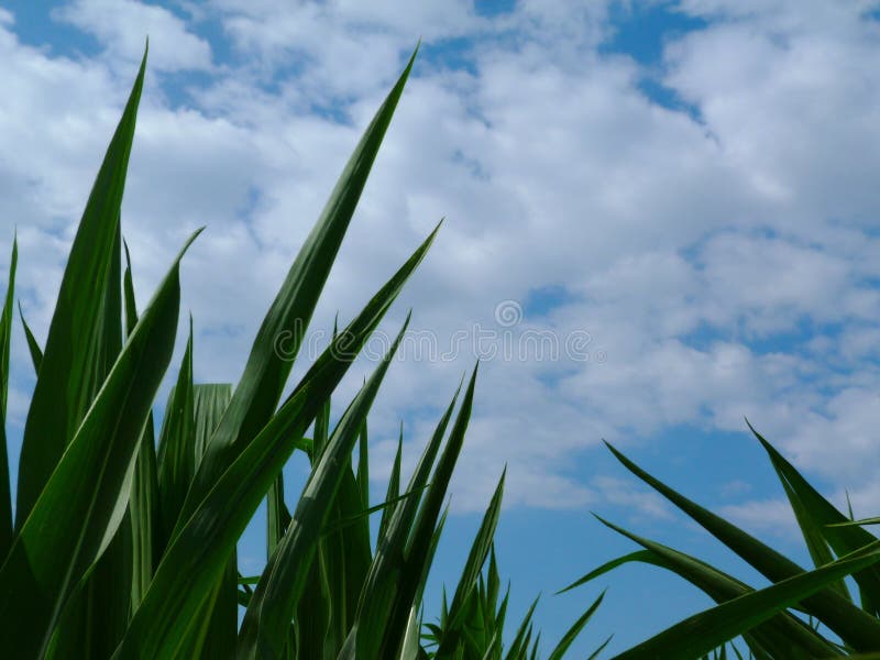 Lush green pointy corn leaves under blue sky and white clouds royalty free stock photo Lush green pointy corn leaves under blue sky and white clouds royalty free stock photo