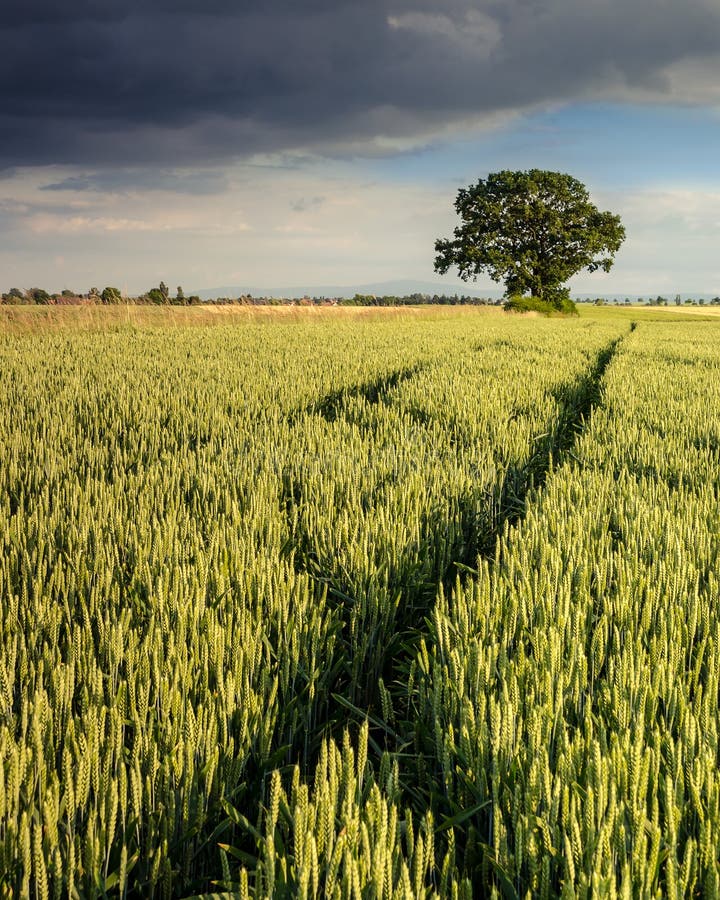 Summer Sun on a Cornfield 2 Stock Image Image of harvest, corn 73684501