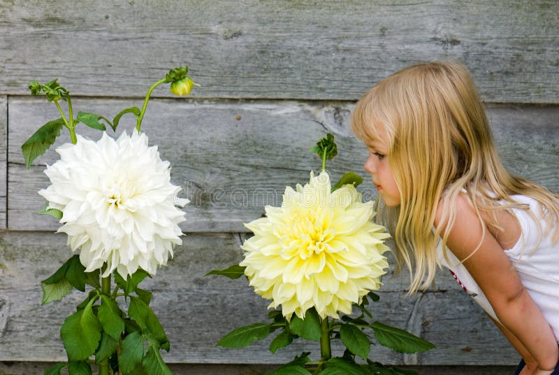 little girl smelling large dahlia