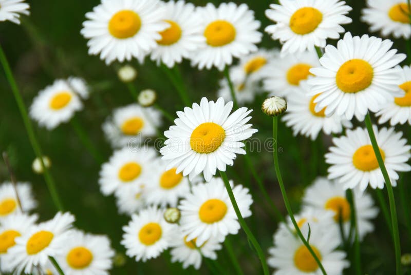 Spring Daisies stock image. Image of garden, seasons 12776513