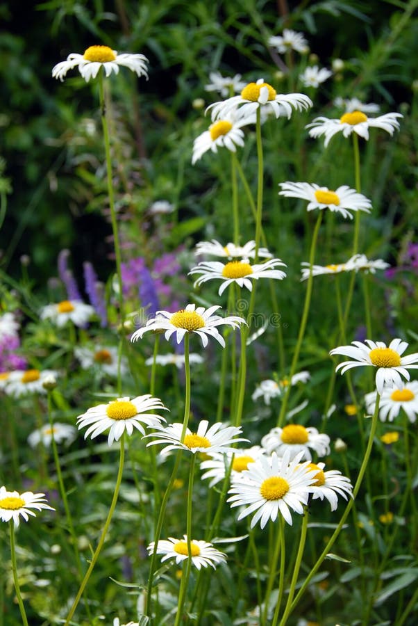 Summer daisy background