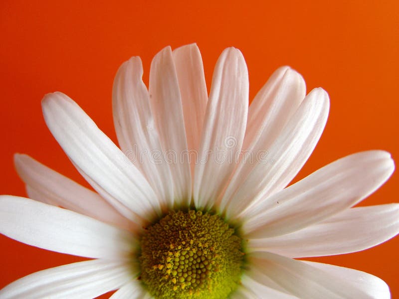 summer daisy orange stock photography summer daisy orange stock photography