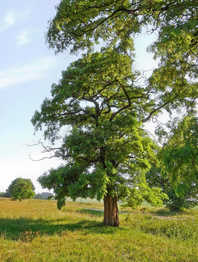 Summer day or fairy tree