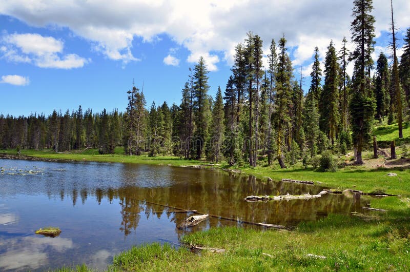 Grassy shore of Gumboot Lake in summer. Grassy shore of Gumboot Lake in summer