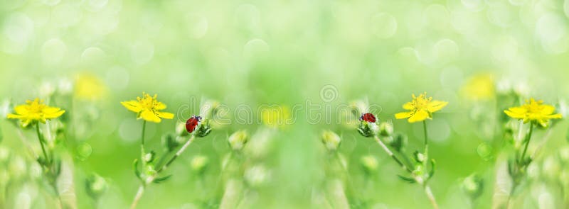 292 Widescreen Flowers Stock Photos - Free & Royalty-Free Stock Photos from  Dreamstime