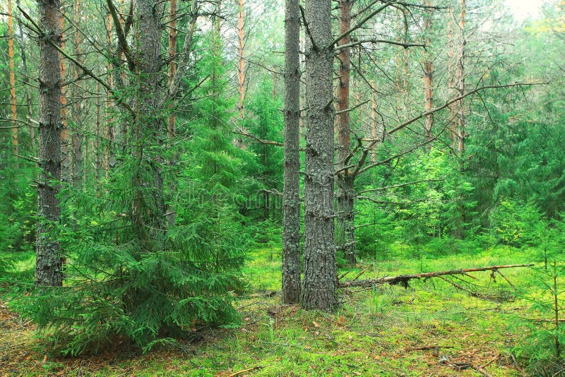 Summer Dense Pine Forest Stock Image Image Of Forests 61128537