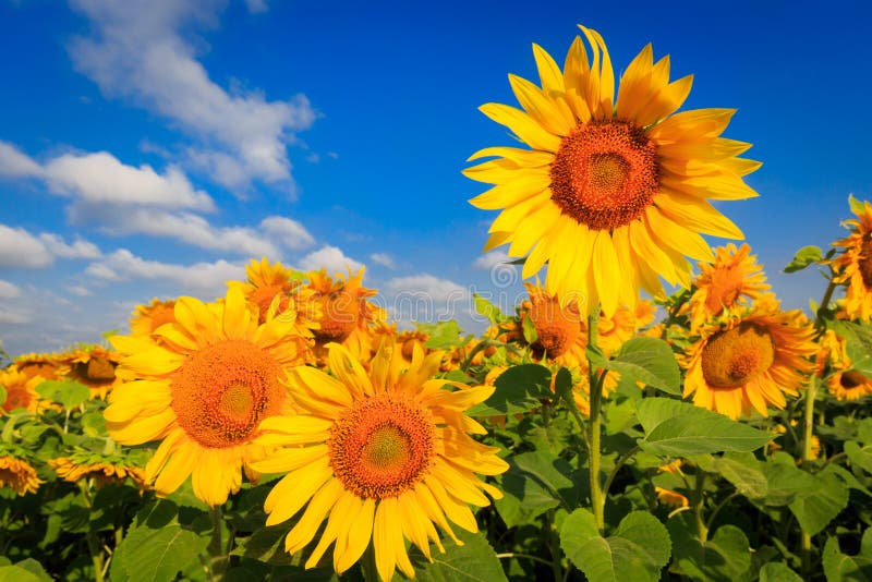 Sunflowers in sunny day stock image. Image of clear - 118871057