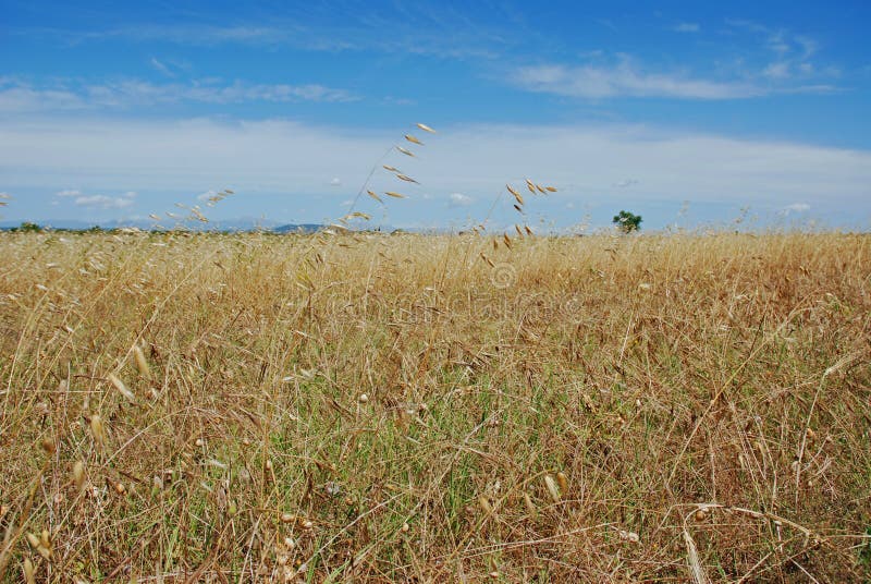 Summer field