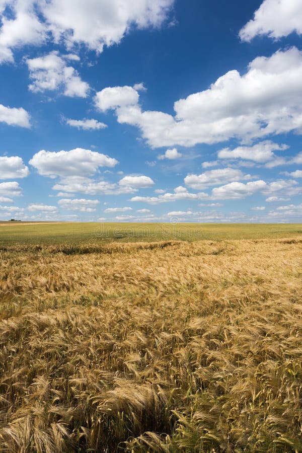 Summer field, blue sky stock photo. Image of land, natural - 57365890