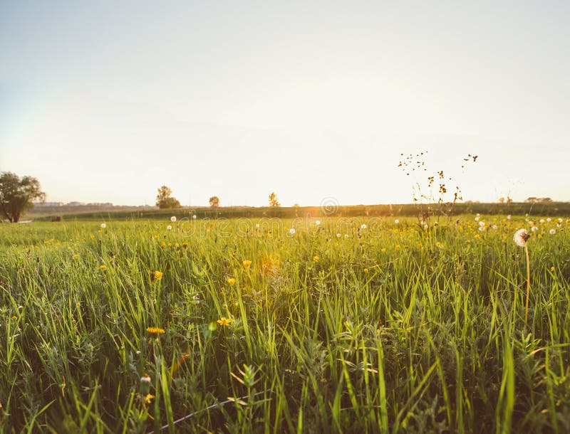 Summer field with dandelions and sun in blue sky.