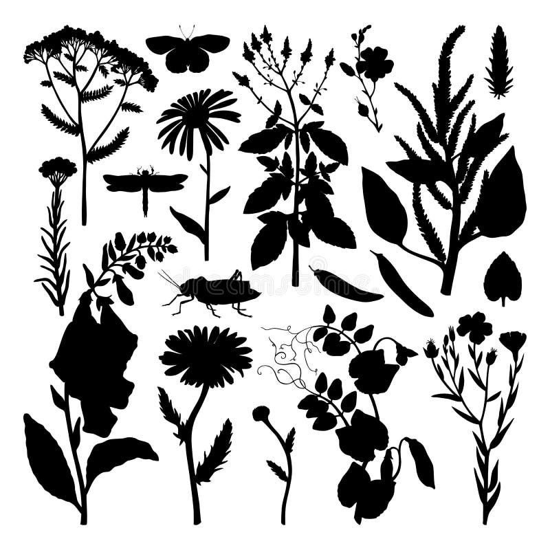 Summer field florals collection. Vector set of herbs, weeds and meadows silhouettes. Vintage plants with insects illustration.