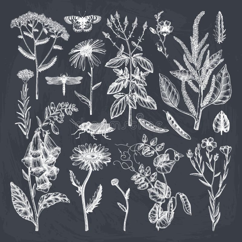 Summer field flowers collection. Vector set of hand drawn herbs, weeds and meadows. Vintage flowers with insects illustration.