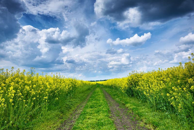 Summer field landscape, yellow rapeseed flower