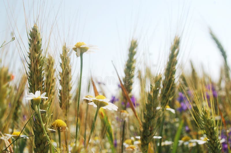 Chamomiles on wheat field in summer. Beautiful dried field flowers stock images, royalty-free photos and pictures